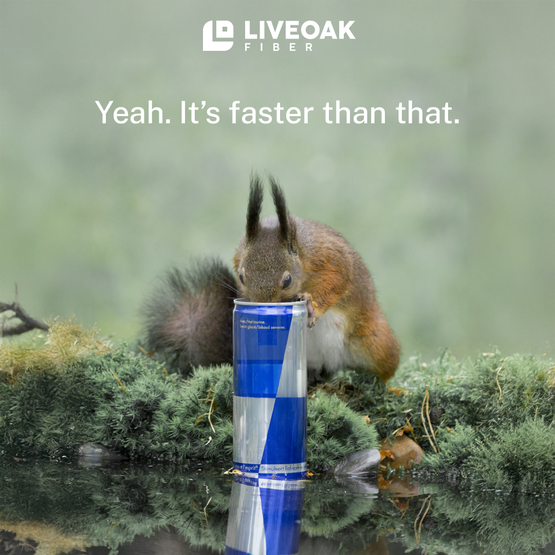 LiveOak Fiber creative: Squirrel social post